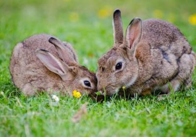 真心爱上一个生肖兔的爱情（如果你爱上属兔的人）